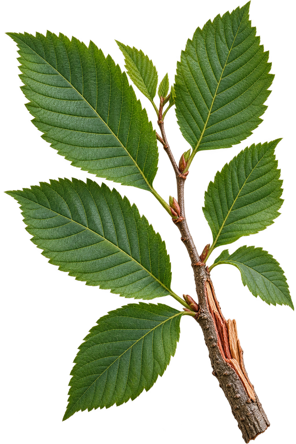 Illustration of Slippery Elm